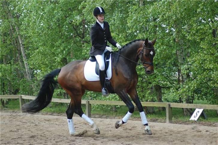 Dansk Varmblod Nana Lindebjerg - Gallop på opvarmning d.8/5 2009  Foto: Mathilde KN billede 11