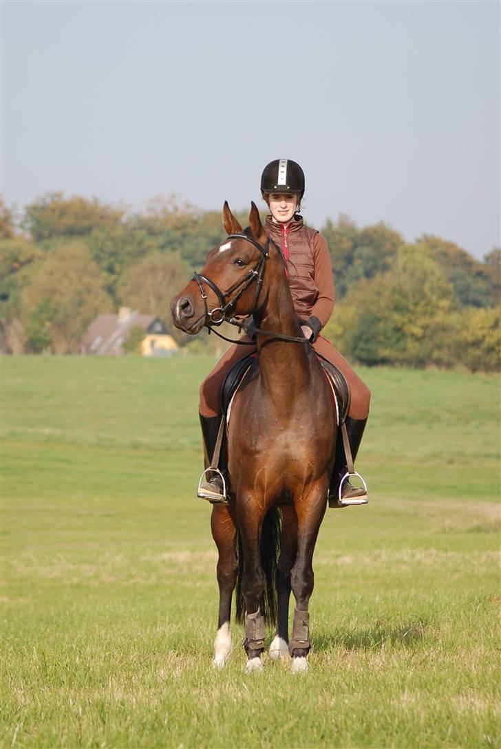 Dansk Varmblod Nana Lindebjerg billede 12