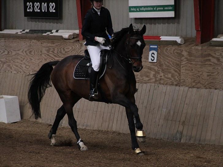 Dansk Varmblod Nana Lindebjerg - Stævne :) Foto: Anna Ravn billede 13