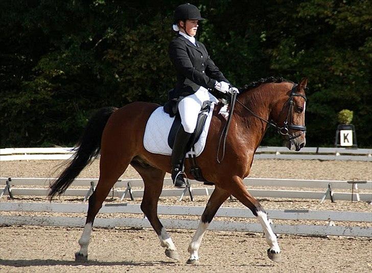 Anden særlig race sartor's robbin *b-pony* - smukke robbin:) dm for hold 2010. foto: kristine ulsø olsen:D billede 16