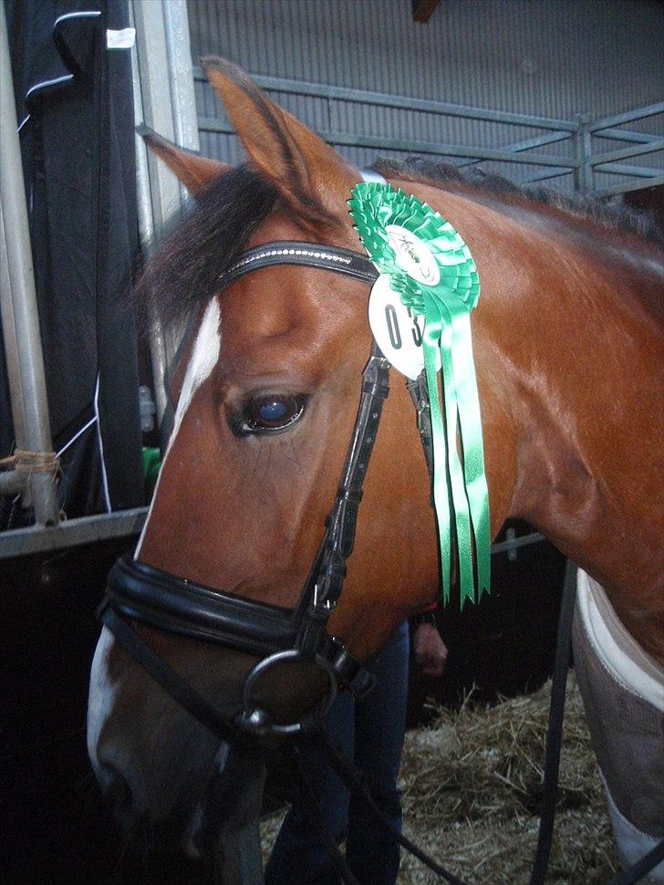 Anden særlig race sartor's robbin *b-pony* - Robbin i sin boks, vores første rigtig rosette fra landsstævne:D billede 17