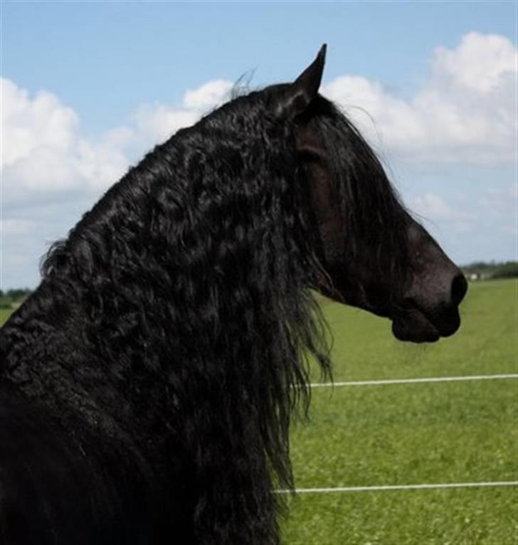 Frieser Yfke v. D. - 3. pr. stb. - Alt det garn:-) billede 16