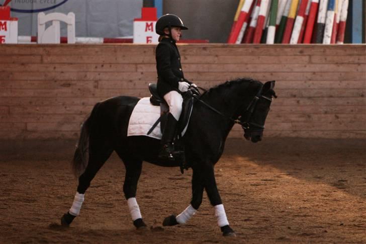 Hollandsk Sportspony    Black Beauty * R.I.P.* - Lerbæk d. 22 nov 08.     Foto:www.sipo-foto.dk billede 5