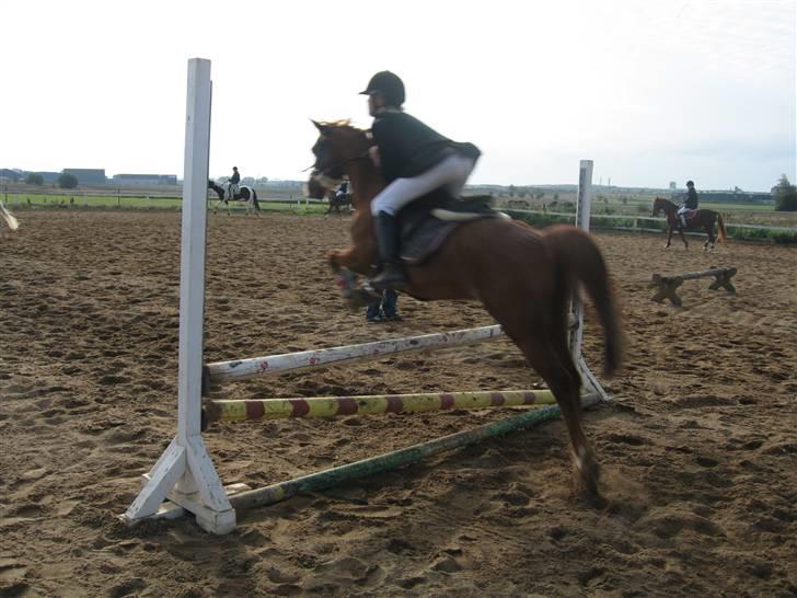 Welsh Pony af Cob-type (sec C) Ysselvliedts Gipsy Boy billede 7