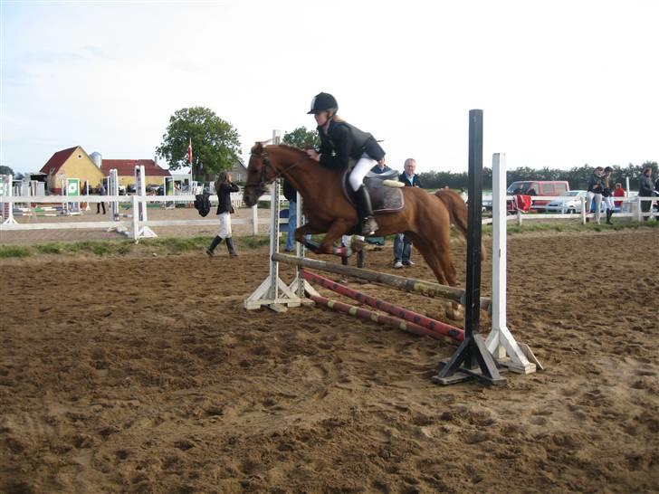 Welsh Pony af Cob-type (sec C) Ysselvliedts Gipsy Boy billede 8