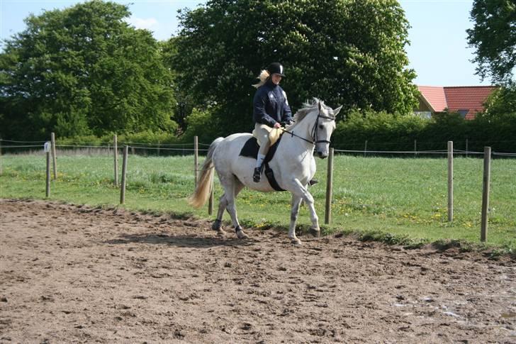 Anden særlig race Fleur - 2009 Galop Foto: Sabine billede 12