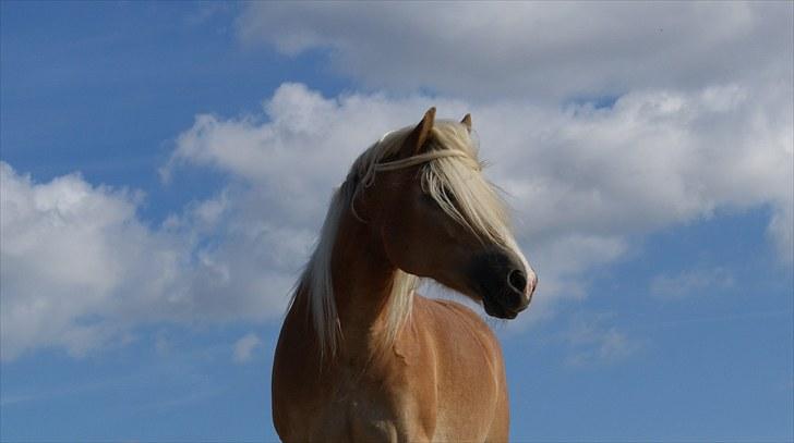 Haflinger Janita van der mans R.I.P - Min smukke ponypige billede 4