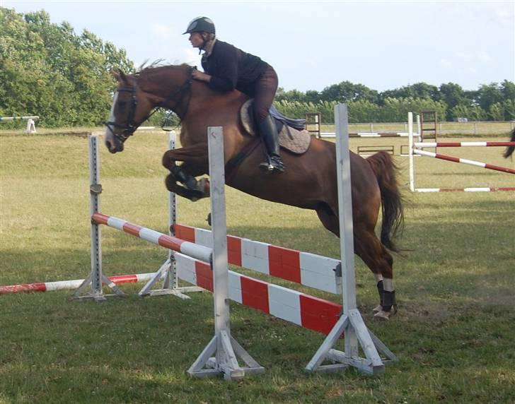 Hannoveraner Habibi - Habibi til træning billede 1