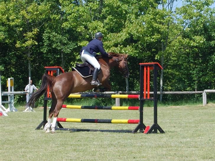 Hannoveraner Habibi - Trænings stævne i vildbjerg billede 2