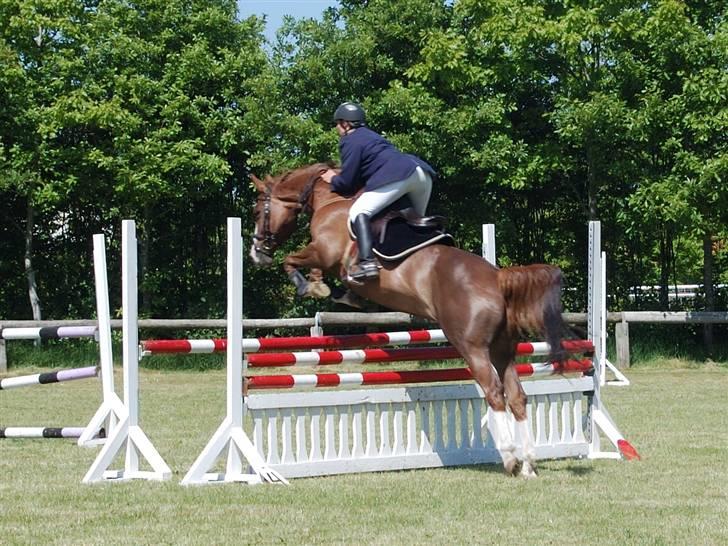 Hannoveraner Habibi - Trænings stævne i Vildbjerg billede 3