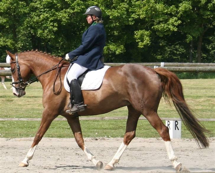 Hannoveraner Habibi - Dressur stævne i Vildbjerg billede 5