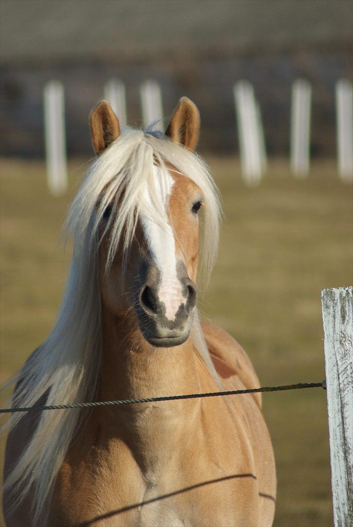 Haflinger Janita van der mans R.I.P - Se mig lige billede 6