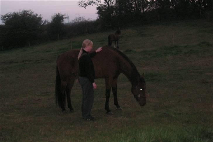 Anden særlig race Zargo - parkerings øvelse, hvor jeg beder ham stå afslappet med hovedet nede, så det er mig der har overblikket billede 13