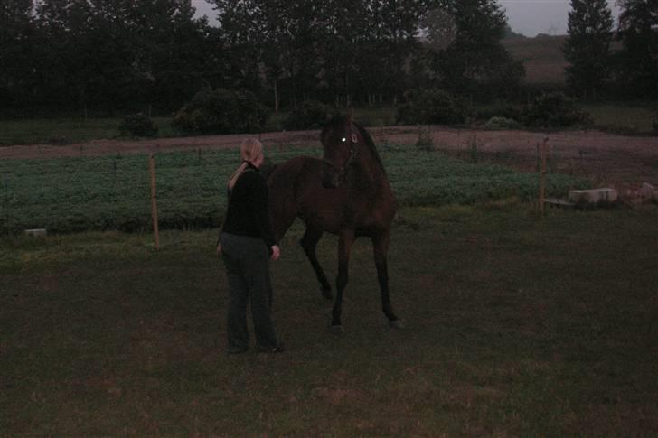 Anden særlig race Zargo - flytning af bagpart billede 15