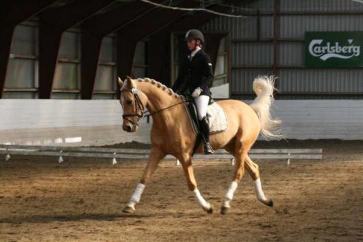 Hollandsk Sportspony - Hogewald'S Julian  - Fordi du kan det hele <3 . Foto: Siff billede 4