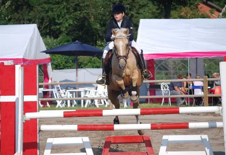 Hollandsk Sportspony - Hogewald'S Julian  - Fordi Julle er en stjerne <3 . Foto: Anna billede 6