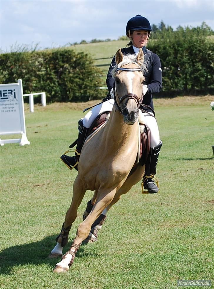 Hollandsk Sportspony - Hogewald'S Julian  - Fordi Julle er en glad pony :D  . Foto: Anna billede 7