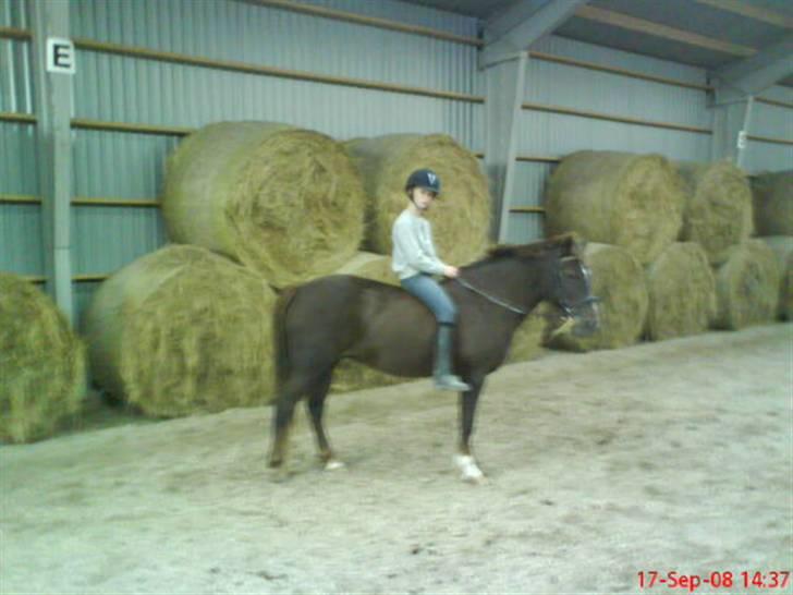 Anden særlig race Miss trixie bell  -  En dag uden sadel :) billede 6