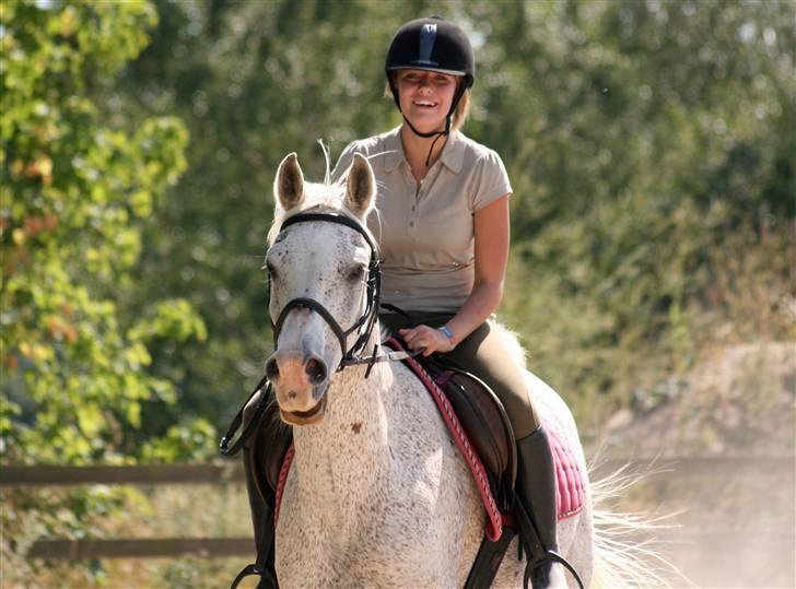 Arabisk fuldblod (OX) Kivikas billede 1