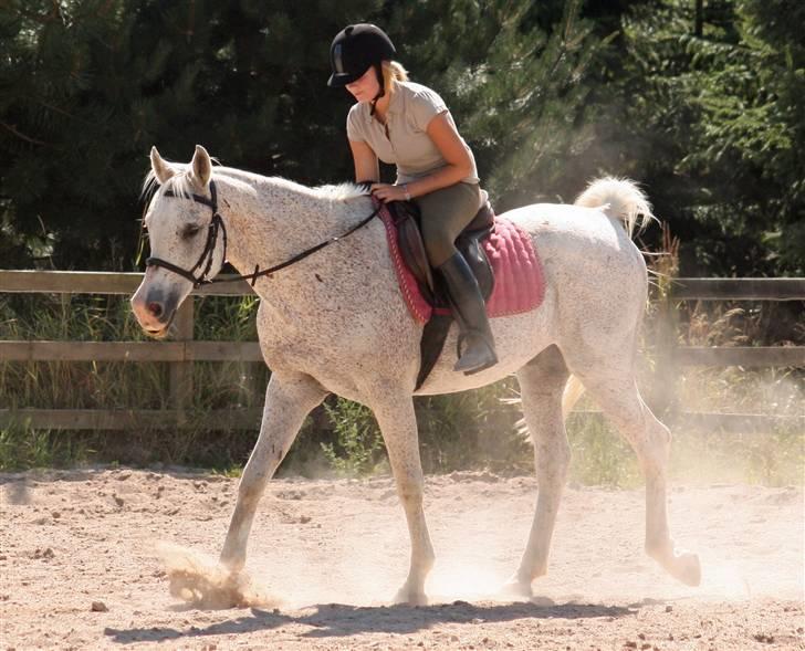 Arabisk fuldblod (OX) Kivikas billede 2