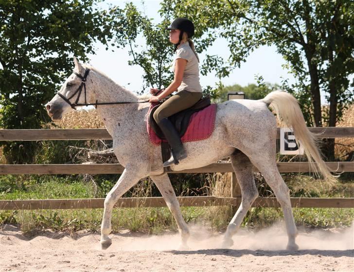 Arabisk fuldblod (OX) Kivikas billede 3