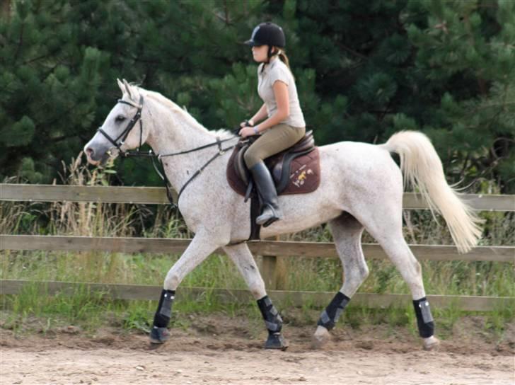 Arabisk fuldblod (OX) Kivikas billede 4