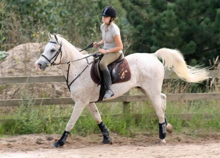 Arabisk fuldblod (OX) Kivikas billede 5