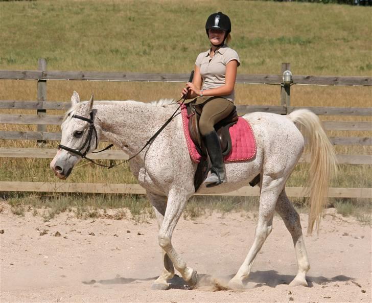 Arabisk fuldblod (OX) Kivikas billede 6