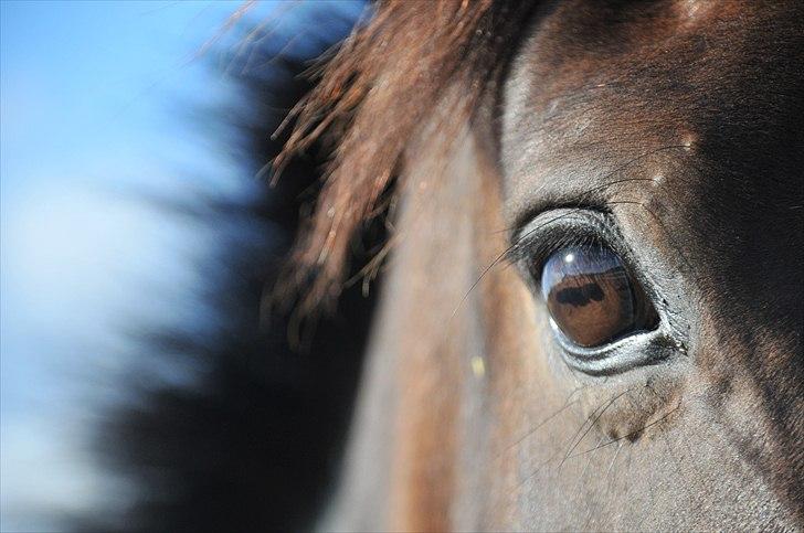 Dansk Varmblod Corazon - Moving on is simple. It´s what you leave behind that makes it so difficult. - den sidste dag sammen <3 billede 17