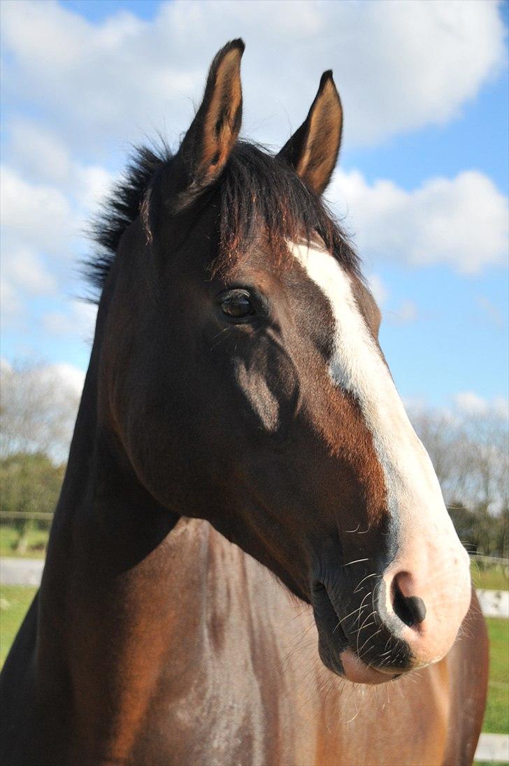 Dansk Varmblod Corazon - Den sidste dag sammen <3 SMUKKE!! billede 18