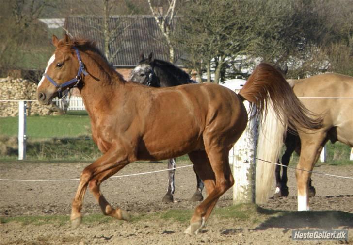 Anden særlig race Smarties R.I.P - Lækker dreng <333 billede 3