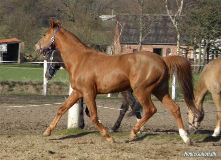 Anden særlig race Smarties R.I.P - Såå fiin<3<3 billede 5