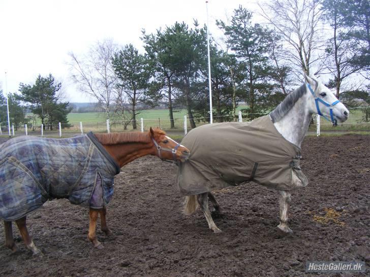 Anden særlig race Smarties R.I.P - Jeg har dig! xD <33 billede 6