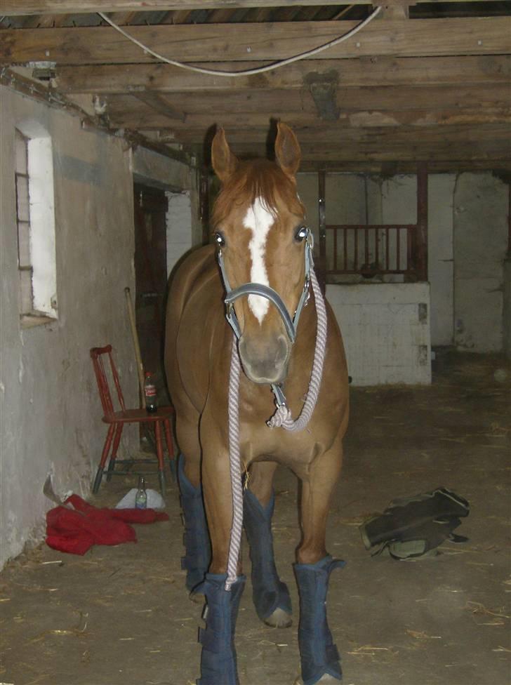 Anden særlig race Smarties R.I.P - Rejse klar=) billede 7