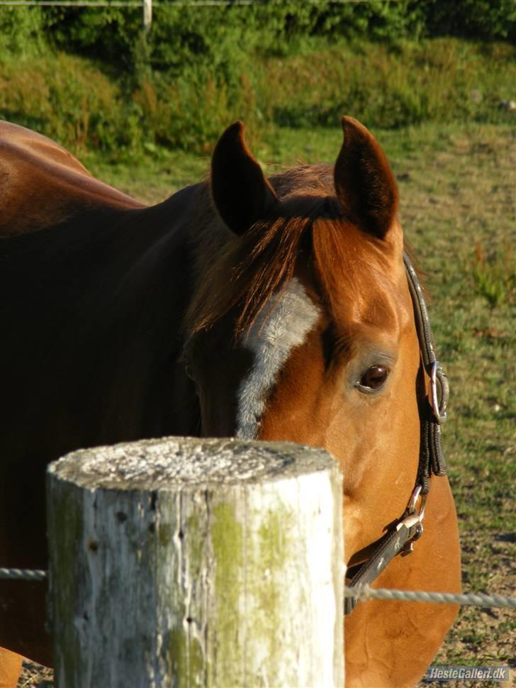 Anden særlig race Smarties R.I.P - En skam at pælen er der <33 billede 9