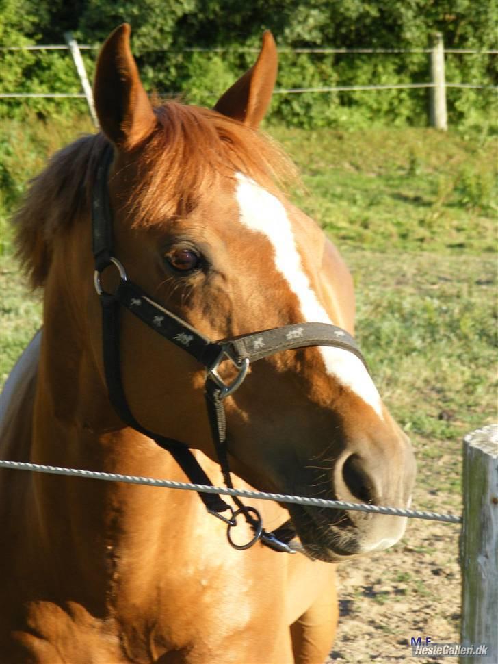 Anden særlig race Smarties R.I.P - Lækre dreng <33 billede 12