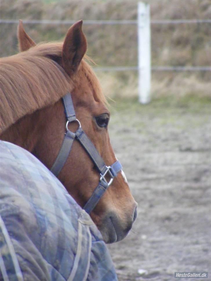 Anden særlig race Smarties R.I.P - L Æ K K E R <333 billede 13