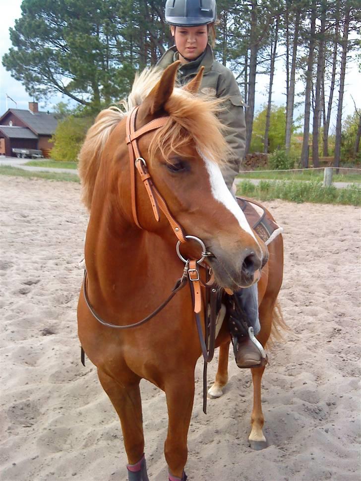 Anden særlig race Sokata (SOLGT) billede 15