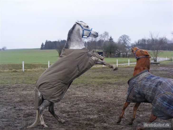 Anden særlig race Smarties R.I.P - Flygt! ... Min søde bangebuks <33 billede 16