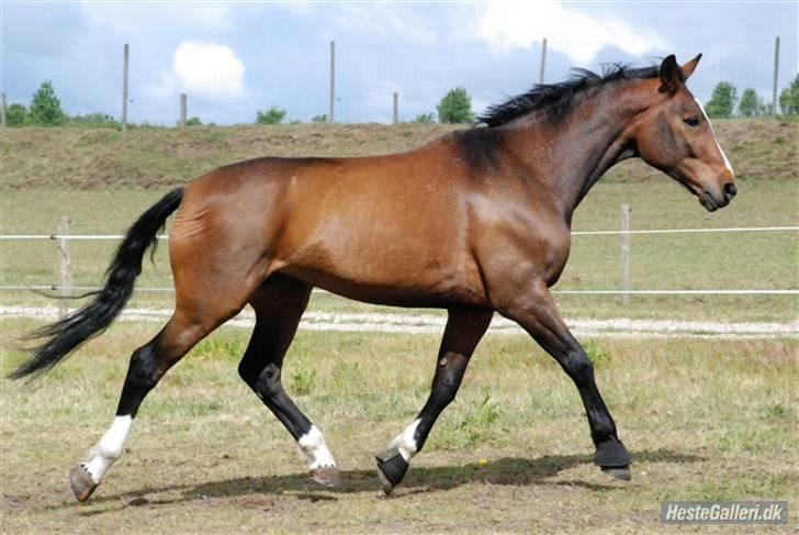 Dansk Varmblod Louisianna *R.I.P* <3  billede 2