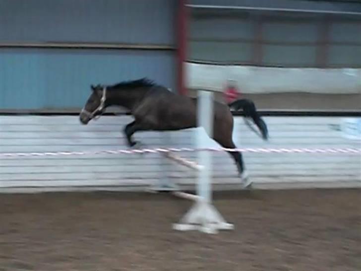 Dansk Varmblod Louisianna *R.I.P* <3  billede 3