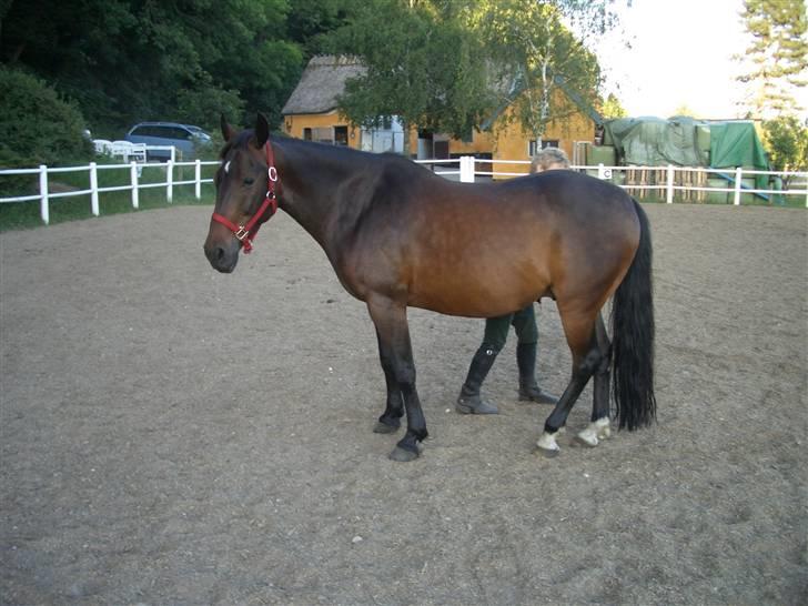 Dansk Varmblod Quintus billede 1