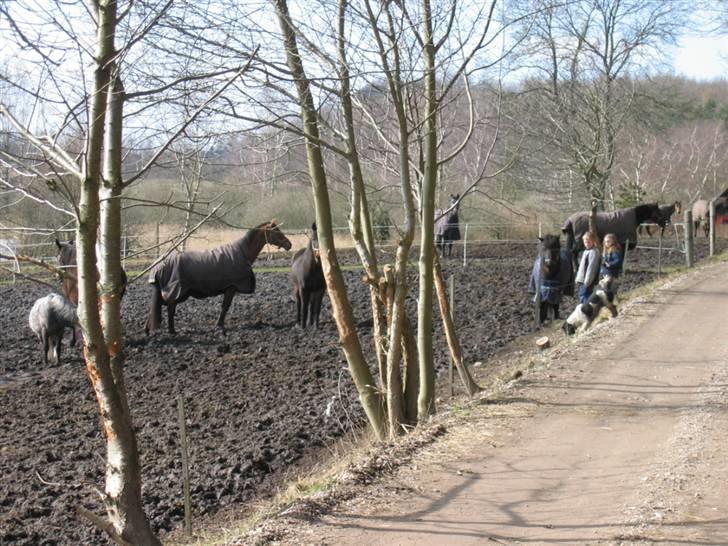 Dansk Varmblod Quintus billede 2