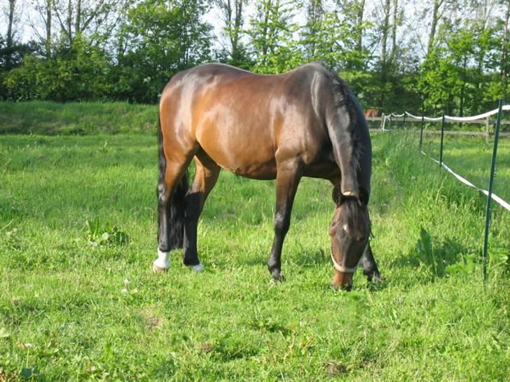 Dansk Varmblod Quintus billede 3