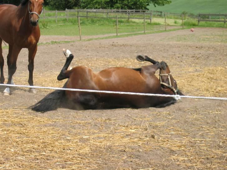 Dansk Varmblod Quintus billede 4