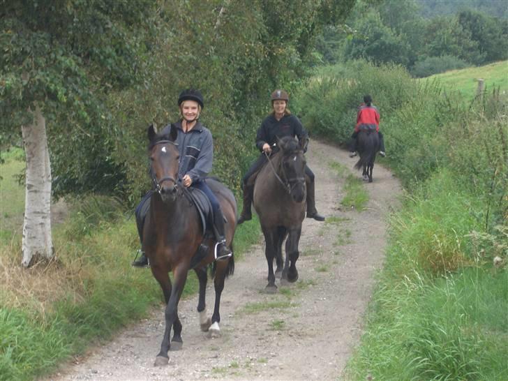 Dansk Varmblod Quintus billede 5