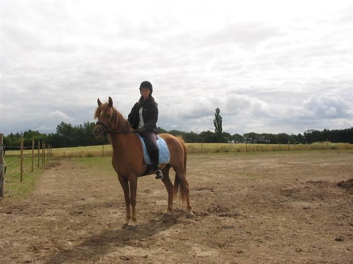 Anden særlig race avelon "solgt" billede 8