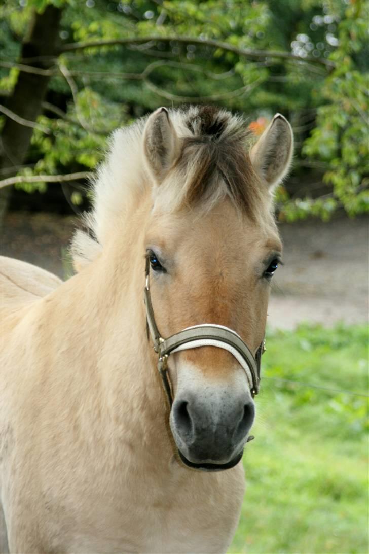 Fjordhest Ingegårds Emma - Kønt hoved billede 6