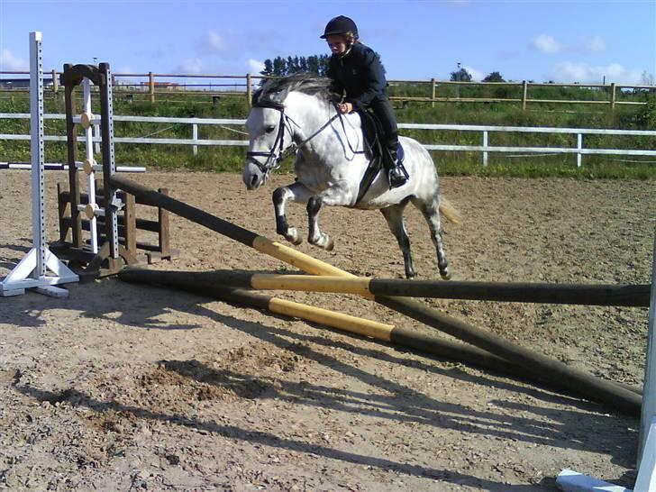 Anden særlig race Dino *solgt* billede 6