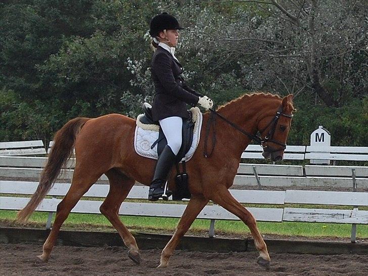 Hollandsk Sportspony Cognac  - Velkommen til Cognacs profil! :D billede 1